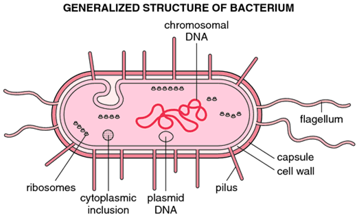 Morphological structure of bacteria