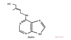 Zeatin, a natural cytokinin