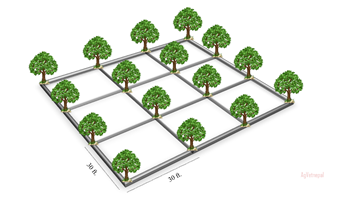 Square system of planting