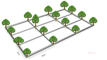 Rectangular system of planting