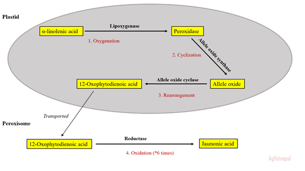 Biosynthesis of Jasmonic acid