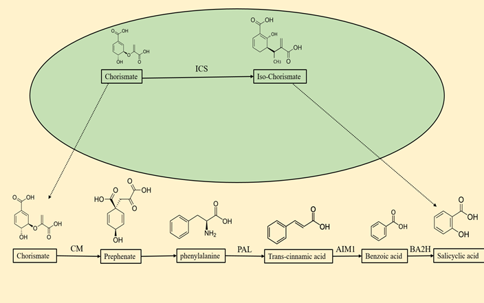 Biosynthesis of Salicylic acid